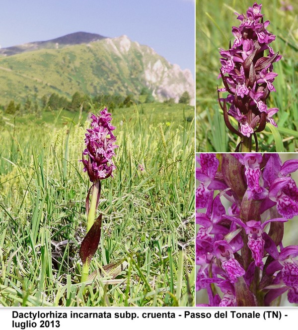 DACTYLORHIZA: immagini di una splendida orchidacea.